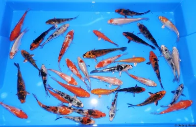 KOI kapr